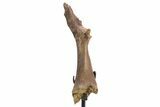 Fossil Crocodylomorph Humerus w/ Metal Stand - South Dakota #335518-1